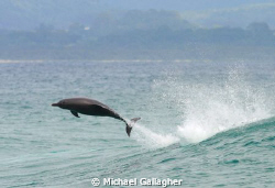 Dolphin leap, early morning at the lighthouse, Byron Bay,... by Michael Gallagher 